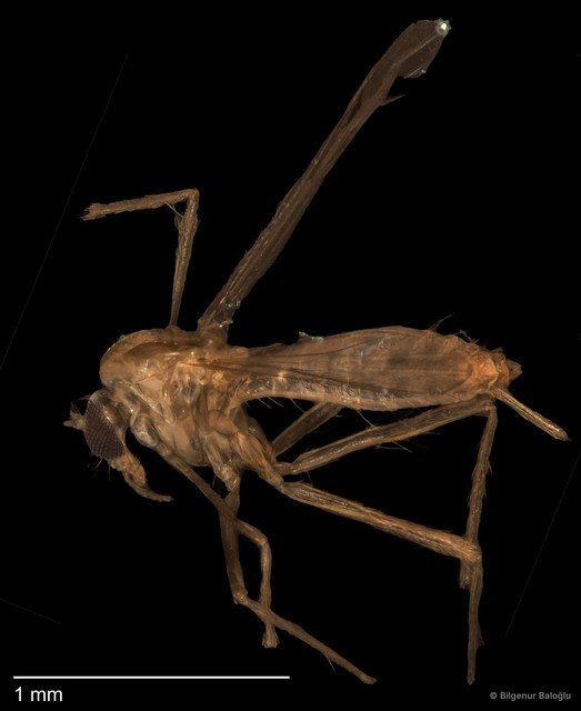 Chironomidae sp. "CL001"