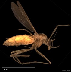 Chironomidae sp. "CL001" • © Bilgenur Baloğlu • All Rights Reserved