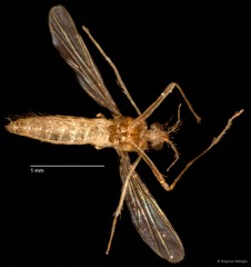 Chironomidae sp. "CL001" • © Bilgenur Baloğlu • All Rights Reserved