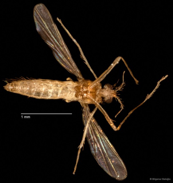 Chironomidae sp. "CL001"