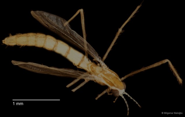 Chironomidae sp. "CL002" • © Bilgenur Baloğlu • All Rights Reserved