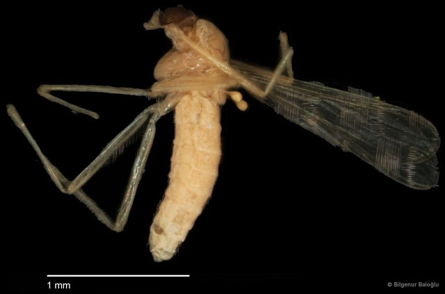 Chironomidae sp. "CL008" • © Bilgenur Baloğlu • All Rights Reserved