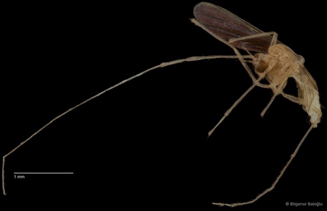Chironomidae sp. "CL013" • © Bilgenur Baloğlu • All Rights Reserved