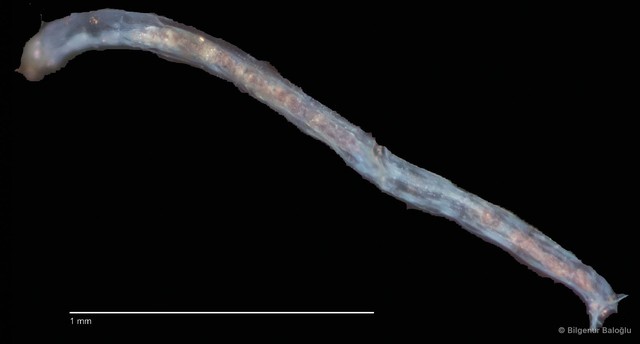 Chironomidae sp. "CL022" • © Bilgenur Baloğlu • All Rights Reserved