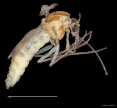 Chironomidae sp. "CL022" • © Bilgenur Baloğlu • All Rights Reserved