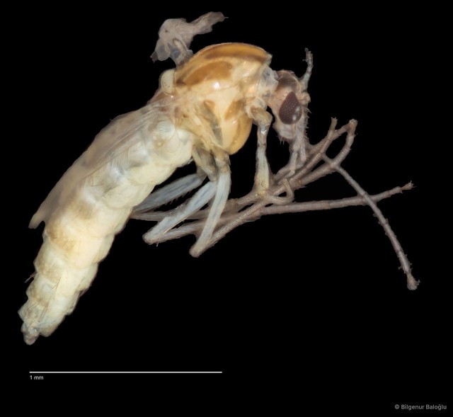 Chironomidae sp. "CL022"