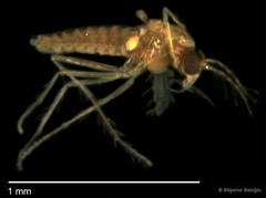 Chironomidae sp. "CL032" • © Bilgenur Baloğlu • All Rights Reserved