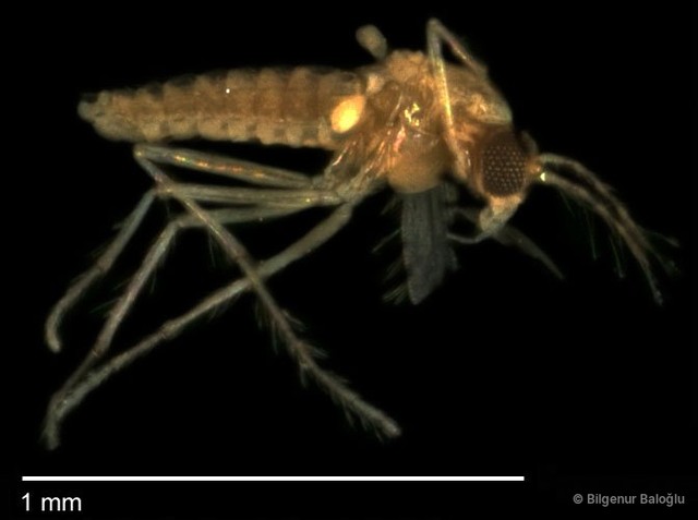 Chironomidae sp. "CL032" • © Bilgenur Baloğlu • All Rights Reserved