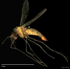 Chironomidae sp. "CL032" • © Bilgenur Baloğlu • All Rights Reserved