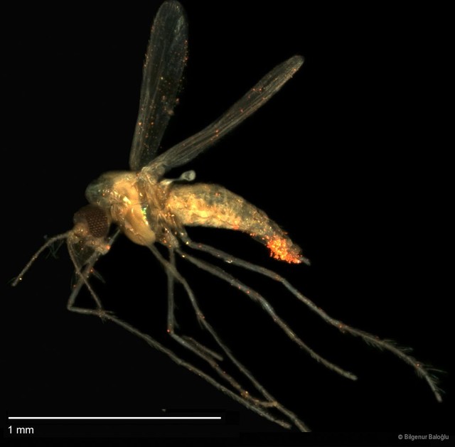 Chironomidae sp. "CL032"