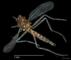 Chironomidae sp. "CL032" • © Bilgenur Baloğlu • All Rights Reserved