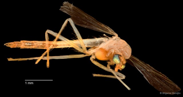 Chironomidae sp. "CL033"