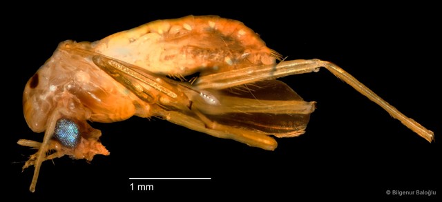 Chironomidae sp. "CL033"