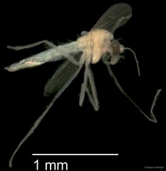 Chironomidae sp. "CL043" • © Bilgenur Baloğlu • All Rights Reserved