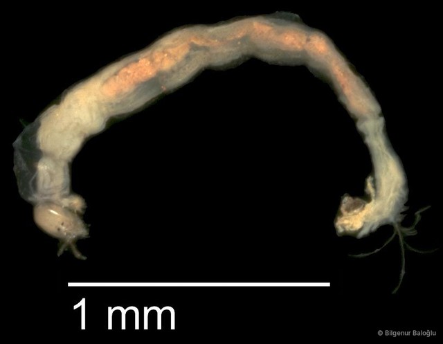 Chironomidae sp. "CL043"
