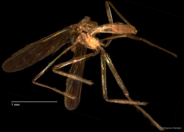 Chironomidae sp. "CL044" • © Bilgenur Baloğlu • All Rights Reserved