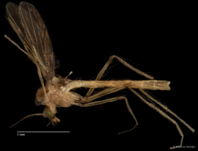 Chironomidae sp. "CL044"