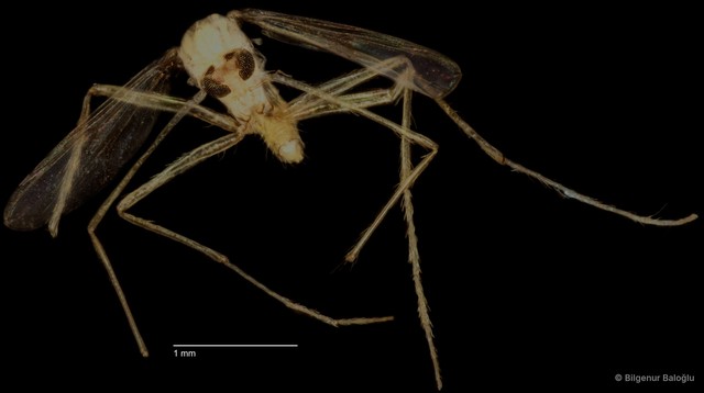 Chironomidae sp. "CL047" • © Bilgenur Baloğlu • All Rights Reserved