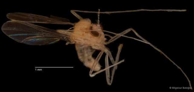 Chironomidae sp. "CL048" • © Bilgenur Baloğlu • All Rights Reserved
