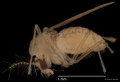 Chironomidae sp. "CL048" • © Bilgenur Baloğlu • All Rights Reserved