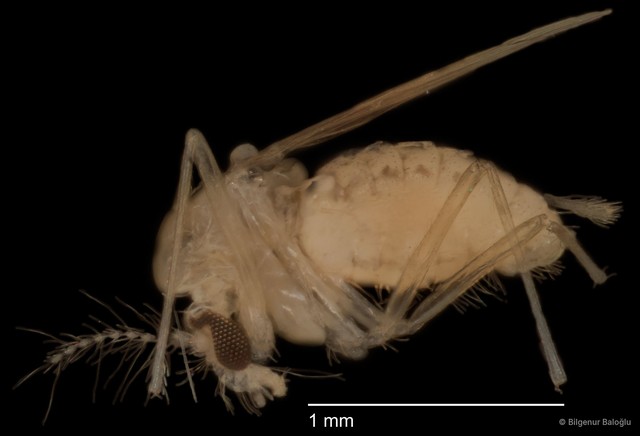 Chironomidae sp. "CL048"