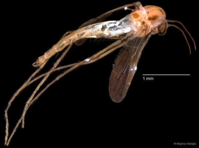 Chironomidae sp. "CL052" • © Bilgenur Baloğlu • All Rights Reserved