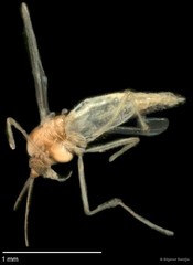 Chironomidae sp. "CL058" • © Bilgenur Baloğlu • All Rights Reserved