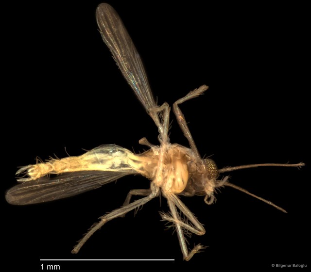 Chironomidae sp. "CL058" • © Bilgenur Baloğlu • All Rights Reserved