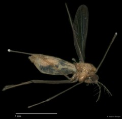 Chironomidae sp. "CL062" • © Bilgenur Baloğlu • All Rights Reserved