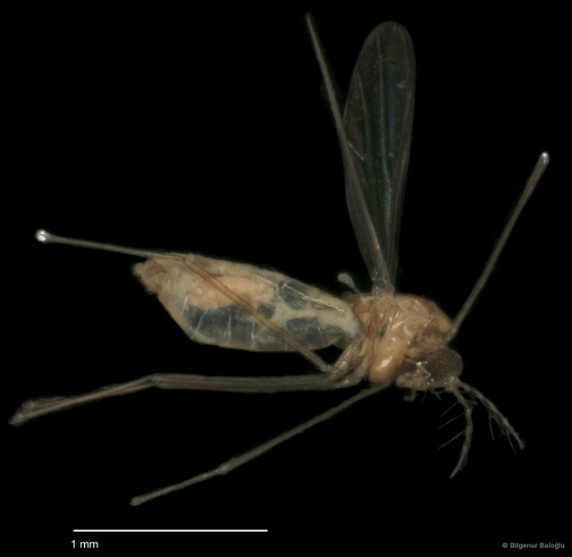 Chironomidae sp. "CL062"