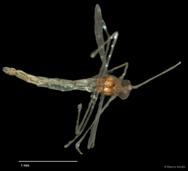 Chironomidae sp. "CL062"