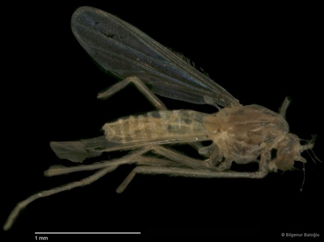 Chironomidae sp. "CL075" • © Bilgenur Baloğlu • All Rights Reserved