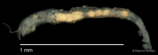 Chironomidae sp. "CL075"