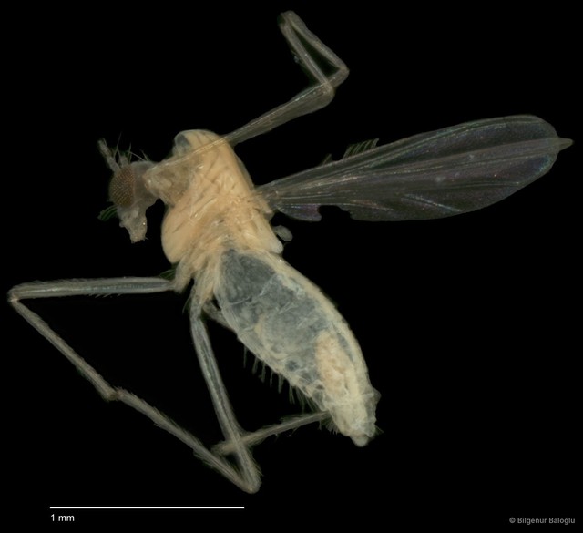 Chironomidae sp. "CL075"