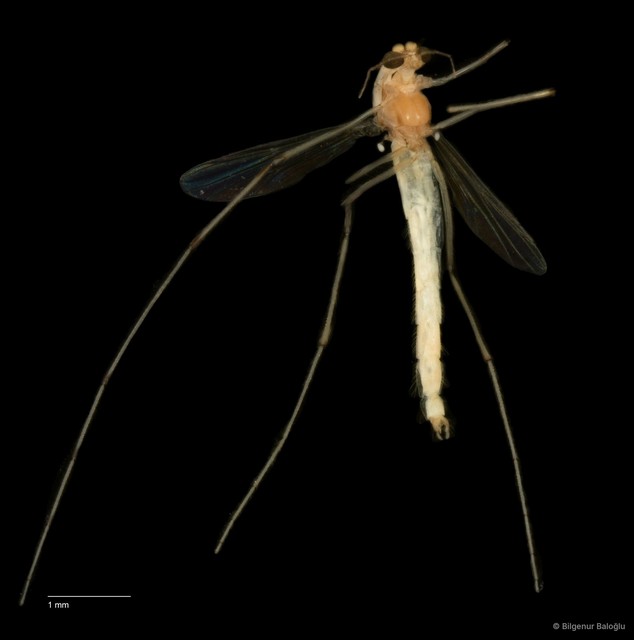 Chironomidae sp. "CL078" • © Bilgenur Baloğlu • All Rights Reserved