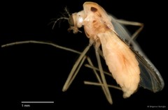 Chironomidae sp. "CL078" • © Bilgenur Baloğlu • All Rights Reserved