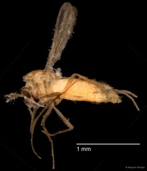 Chironomidae sp. "CL079" • © Bilgenur Baloğlu • All Rights Reserved