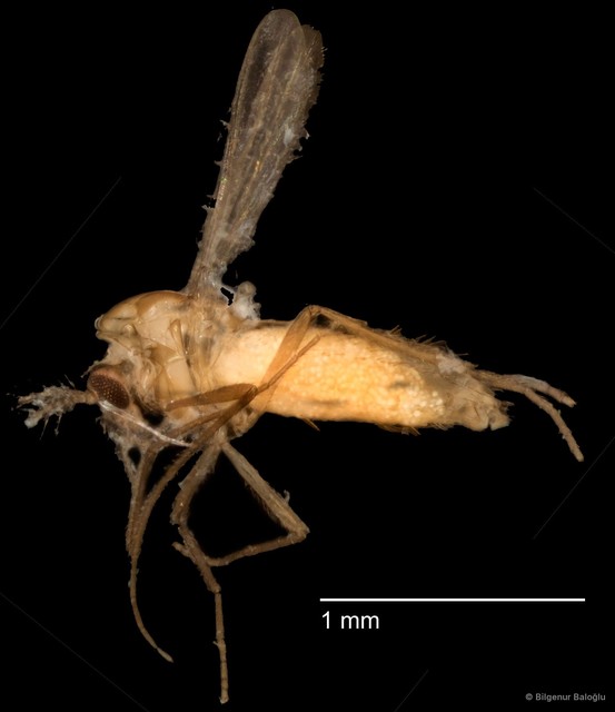 Chironomidae sp. "CL079" • © Bilgenur Baloğlu • All Rights Reserved