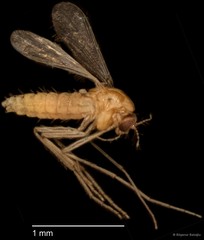 Chironomidae sp. "CL079" • © Bilgenur Baloğlu • All Rights Reserved