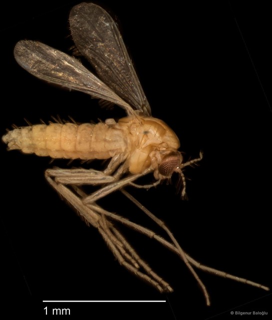 Chironomidae sp. "CL079"