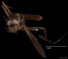 Chironomidae sp. "CL082" • © Bilgenur Baloğlu • All Rights Reserved