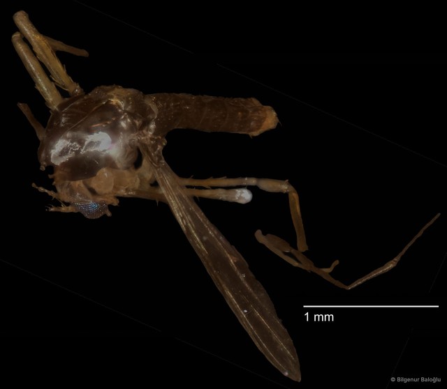 Chironomidae sp. "CL082" • © Bilgenur Baloğlu • All Rights Reserved