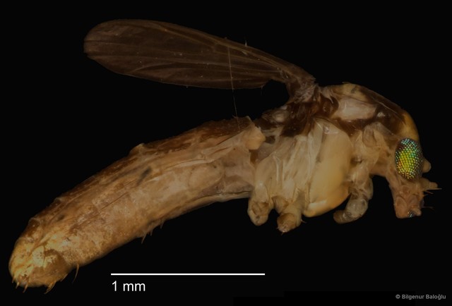 Chironomidae sp. "CL082"