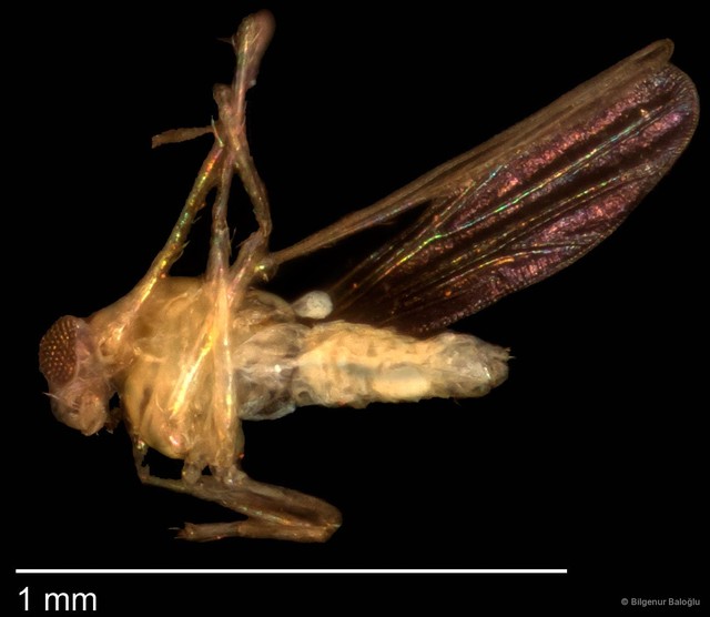 Chironomidae sp. "CL101"