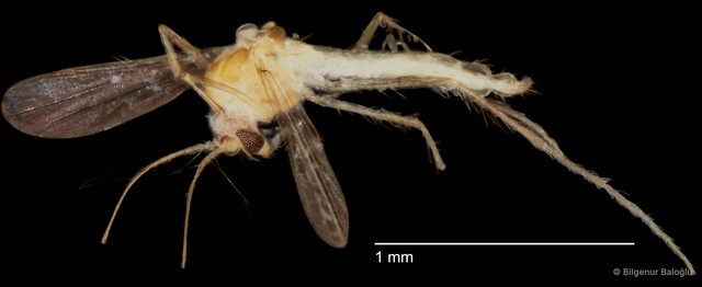 Chironomidae sp. "CL101"
