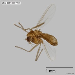 Chironomidae sp. "CL104" • © Sabrina Tang • All Rights Reserved