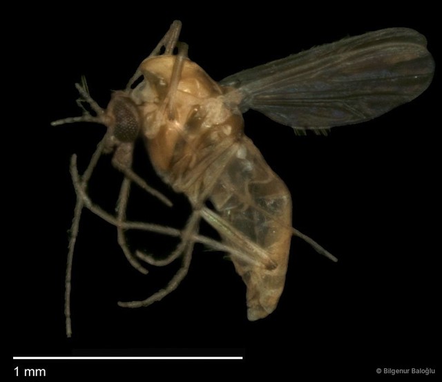 Chironomidae sp. "CL104" • © Bilgenur Baloğlu • All Rights Reserved