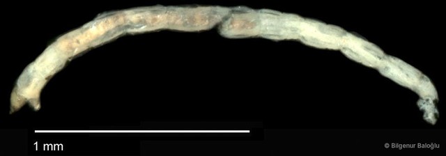 Chironomidae sp. "CL104"