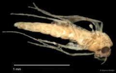 Chironomidae sp. "CL104" • © Bilgenur Baloğlu • All Rights Reserved
