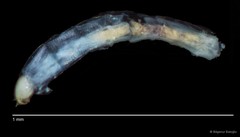 Chironomidae sp. "CL109"